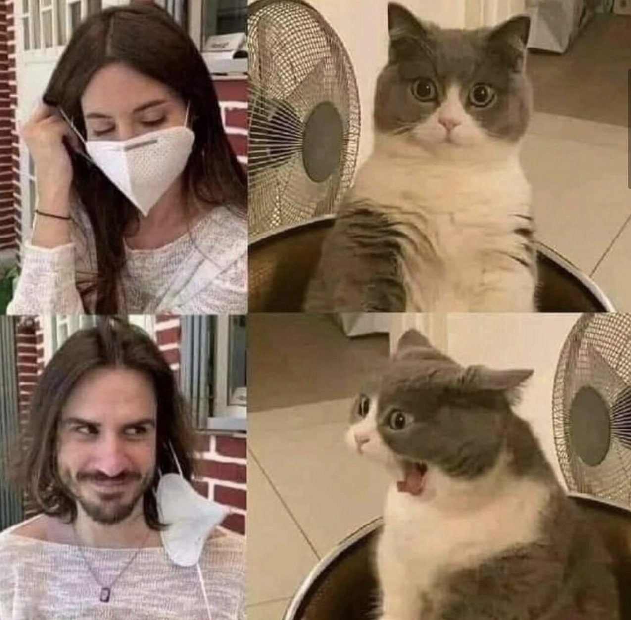 foto gatti simpatici