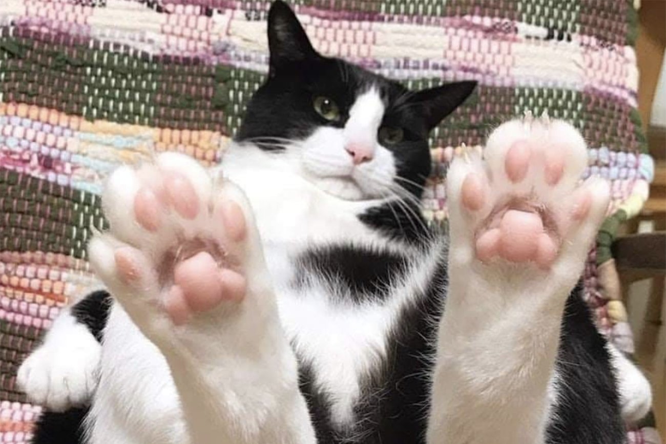 foto di gatti divertenti