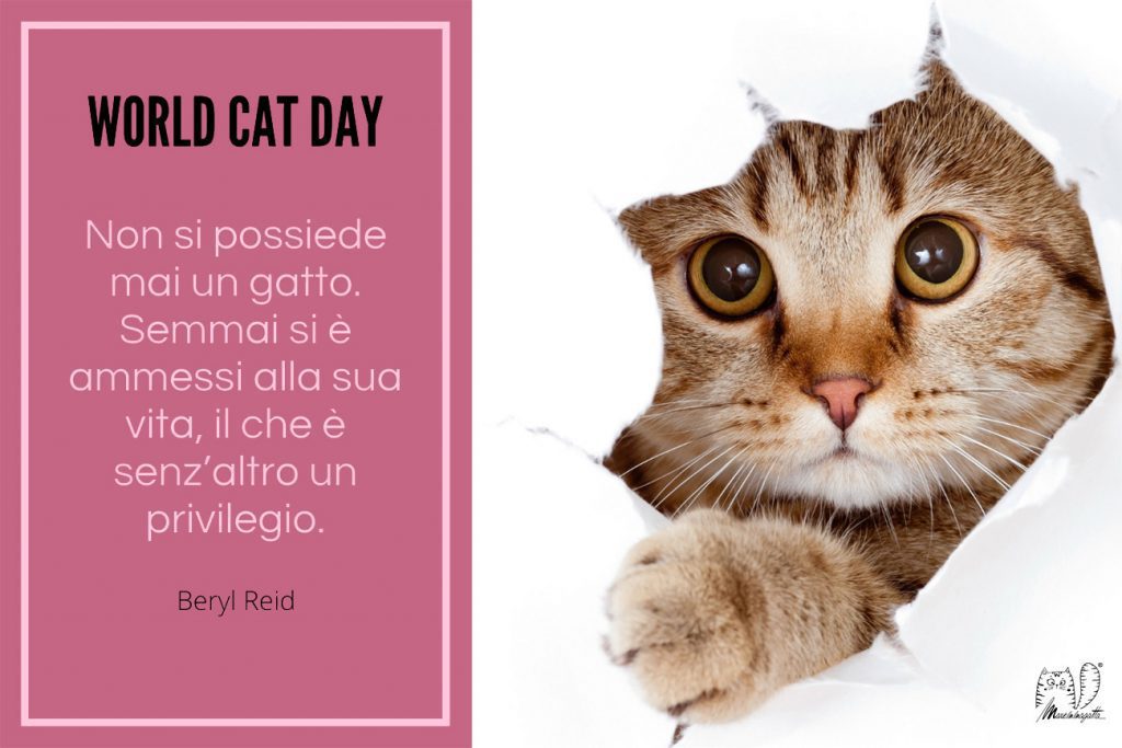 giornata mondiale del gatto
