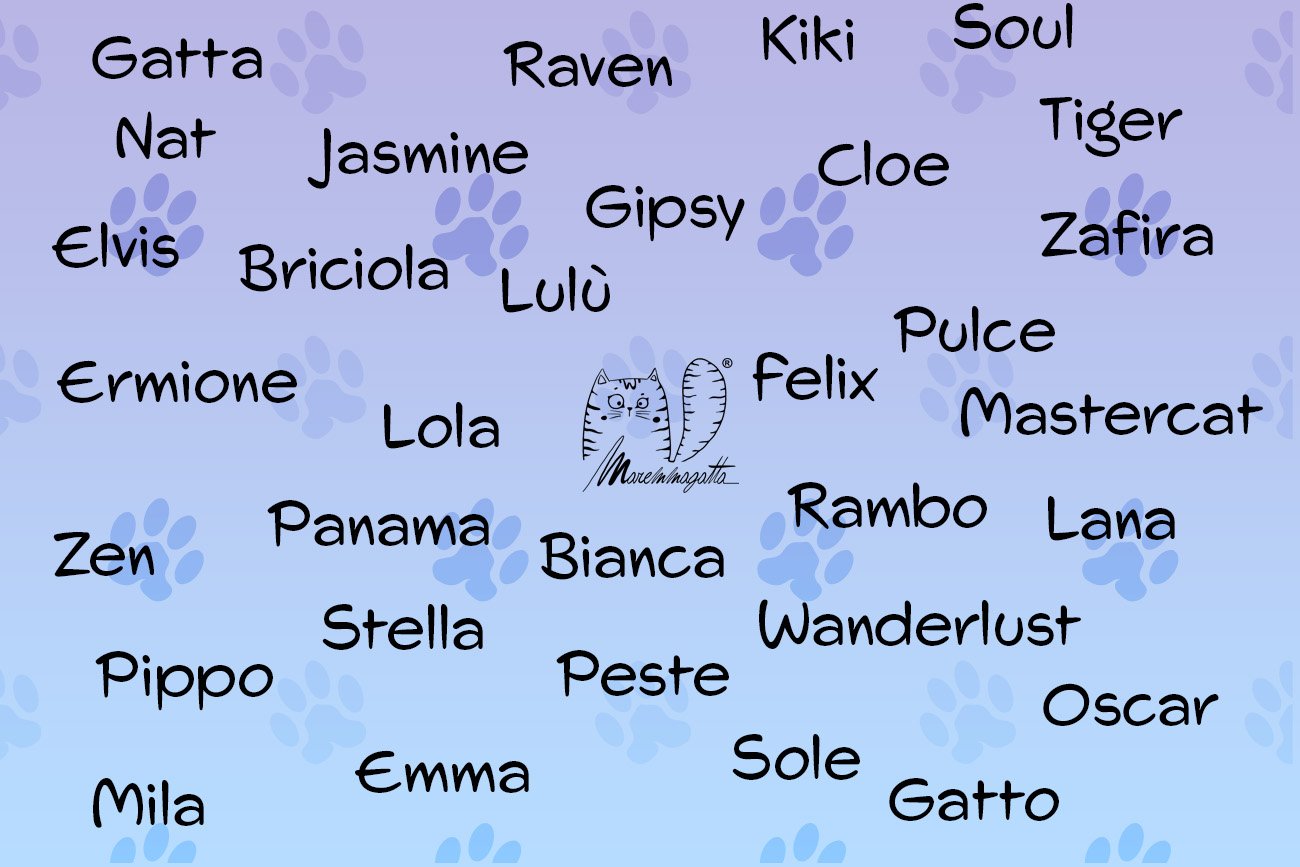 Nomi per gatti