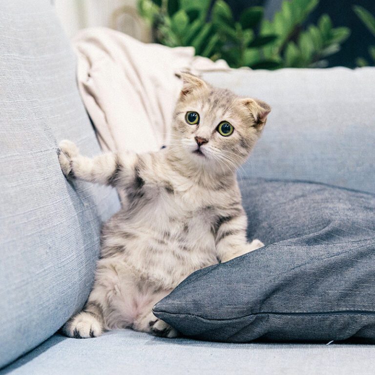 foto gatti divertenti