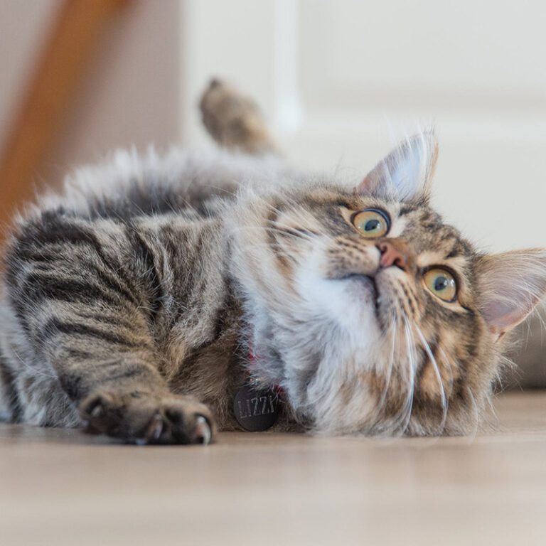 gatti simpatici