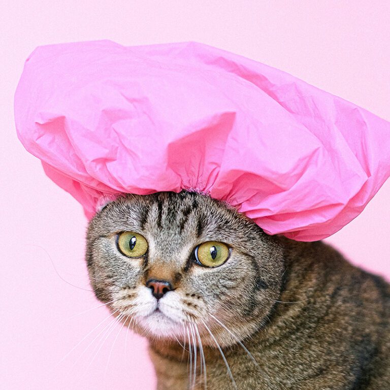 gatti super divertenti