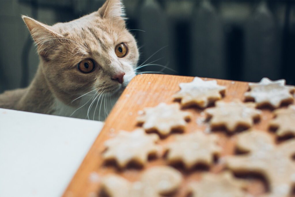 ricetta per gatti