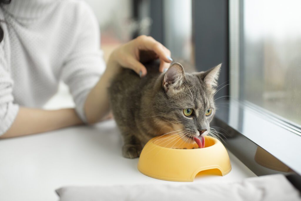 ricetta salutare per gatti