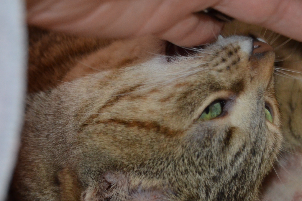 perché il gatto morde